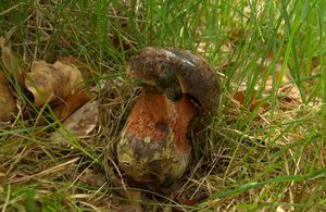 Klikni pro velký obrázek