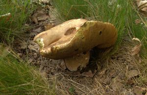 Klikni pro velký obrázek