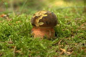 Klikni pro velký obrázek