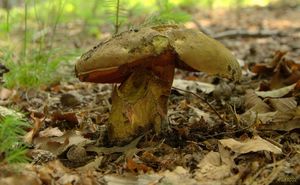 Klikni pro velký obrázek