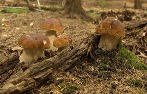 Klikni pro velký obrázek