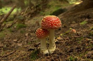 Klikni pro velký obrázek