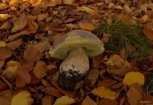 Klikni pro velký obrázek