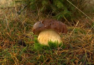 Klikni pro velký obrázek