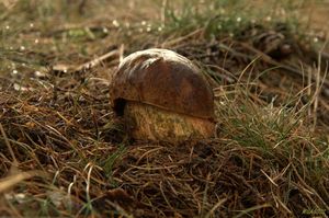 Klikni pro velký obrázek