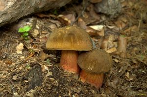 Klikni pro velký obrázek