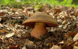 Klikni pro velký obrázek