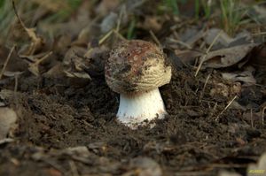 Klikni pro velký obrázek