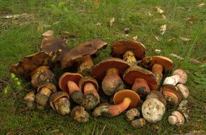 Klikni pro velký obrázek