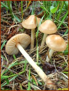 Špička obecná - Marasmius oreades (Bolton) Fr. 1836