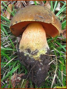 Klikni pro velký obrázek