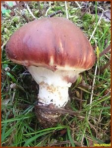 Klouzek obecný - Suillus luteus (L.) Roussel 1796