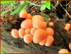 Klikni pro velký obrázek