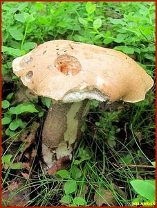 Klikni pro velký obrázek