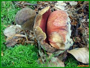 Klikni pro velký obrázek