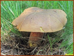 Klikni pro velký obrázek