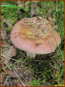 Klikni pro velký obrázek