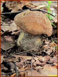 Klikni pro velký obrázek