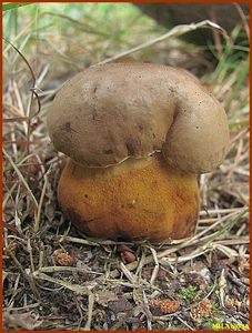 Hřib žlučník - Tylopilus felleus  (Bull.) P. Karst. 1881