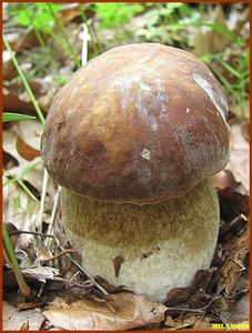 Klikni pro velký obrázek