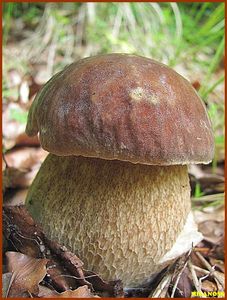 Klikni pro velký obrázek