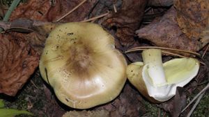 Klikni pro velký obrázek