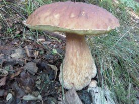 Klikni pro velký obrázek