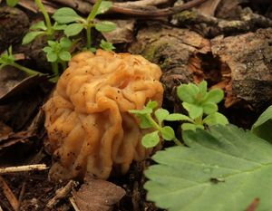 Klikni pro velký obrázek