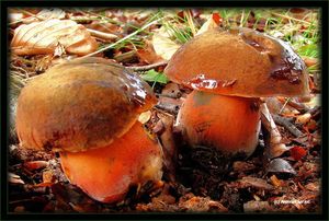 Hřib kovář - Boletus luridiformis Rostk.