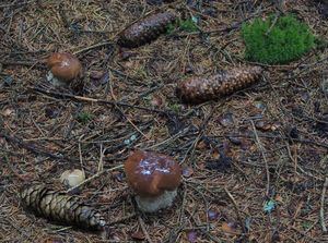 Klikni pro velký obrázek