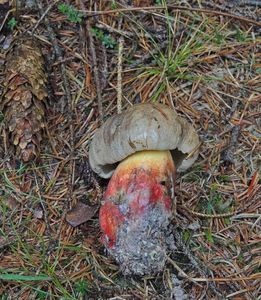 Klikni pro velký obrázek