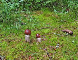 Klikni pro velký obrázek