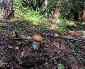 Klikni pro velký obrázek