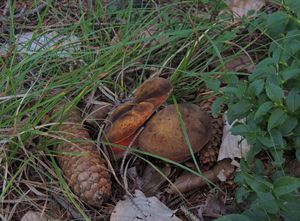 Klikni pro velký obrázek