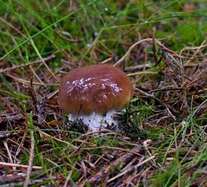 Klikni pro velký obrázek