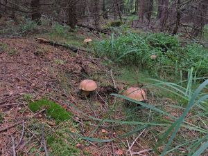 Klikni pro velký obrázek