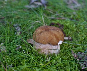 Klikni pro velký obrázek