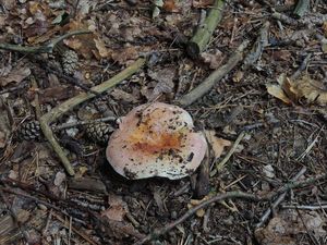 Klikni pro velký obrázek