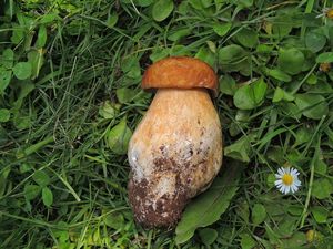 Klikni pro velký obrázek