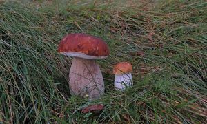 Klikni pro velký obrázek