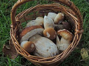 Klikni pro velký obrázek