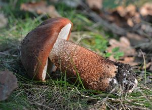 Klikni pro velký obrázek