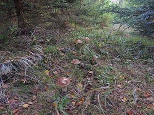 Klikni pro velký obrázek