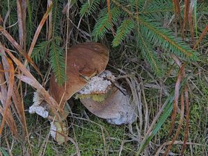 Klikni pro velký obrázek