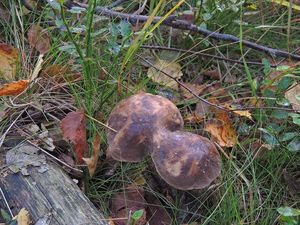 Klikni pro velký obrázek