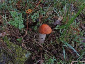 Klikni pro velký obrázek