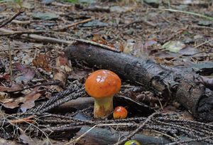 Klikni pro velký obrázek