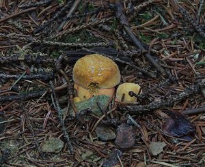 Klikni pro velký obrázek