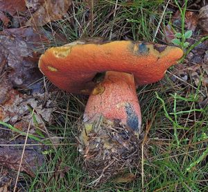 Klikni pro velký obrázek