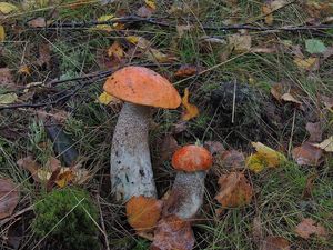 Klikni pro velký obrázek